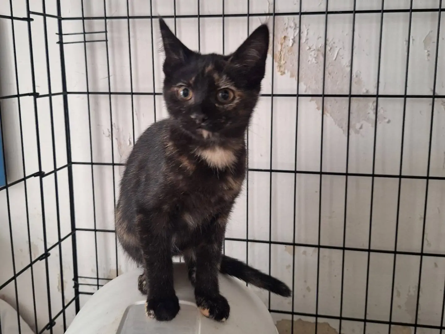Adotta un gatto, femmina, 7 mesi, Milano