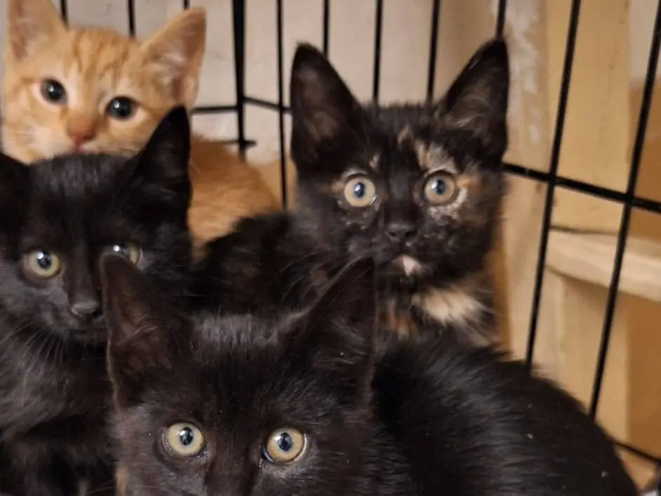 Adotta il gatto Tortilla a Milano