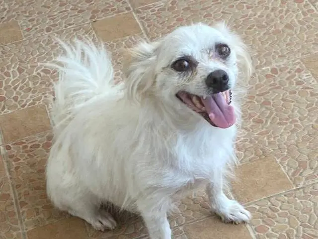 Foto 1 dell'animale