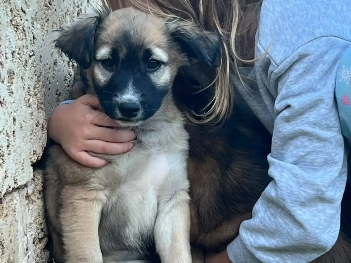 Adotta un cane, femmina, 2 mesi, Lecce