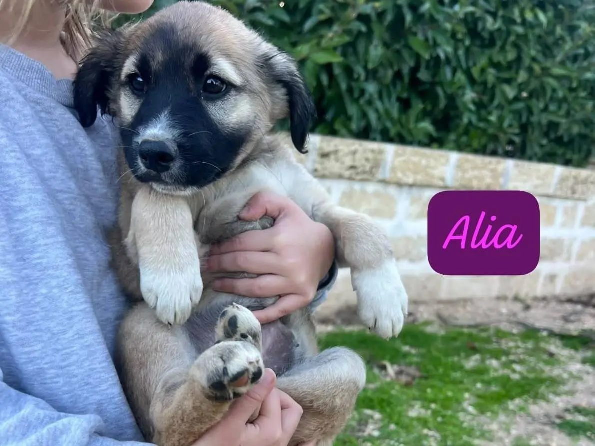 Adotta il cane Alia a Lecce
