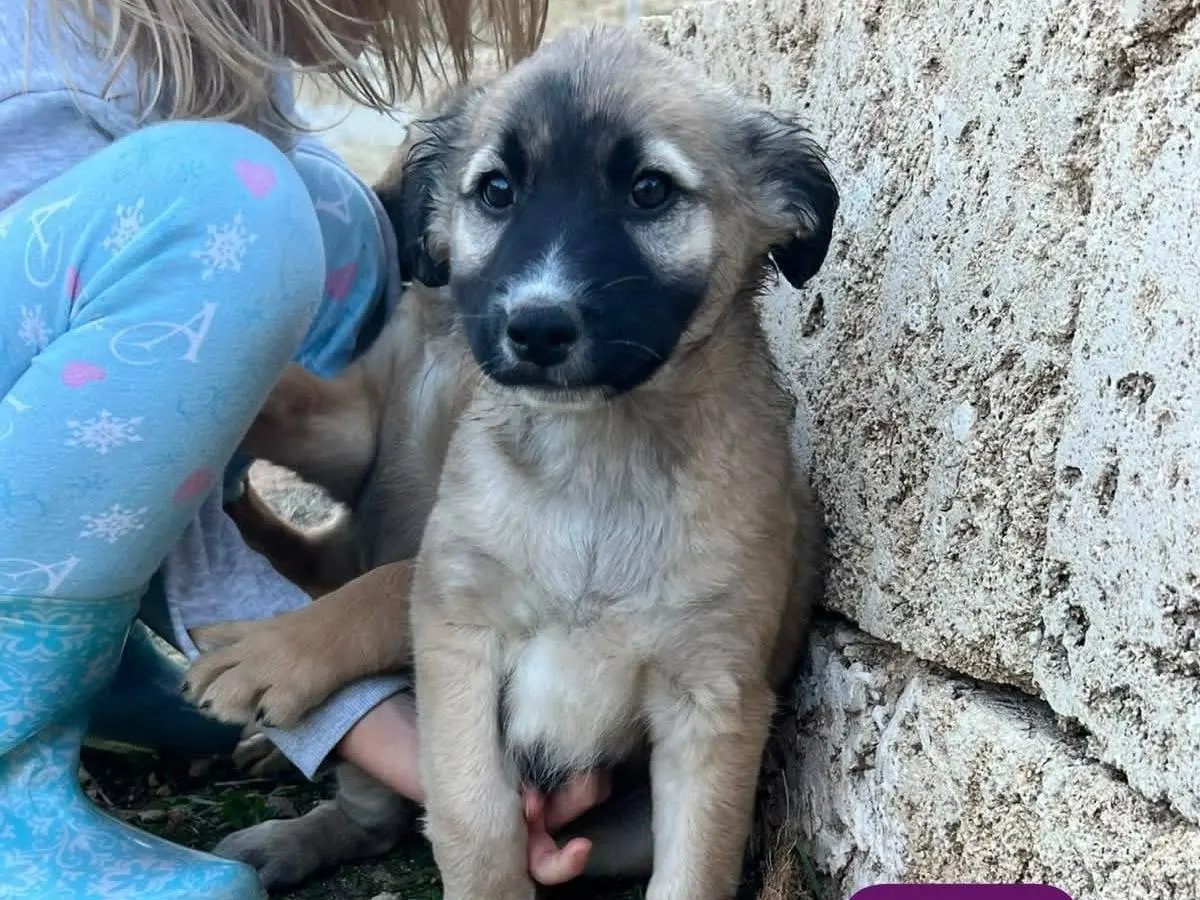 Vuoi adottare un cane a Lecce?