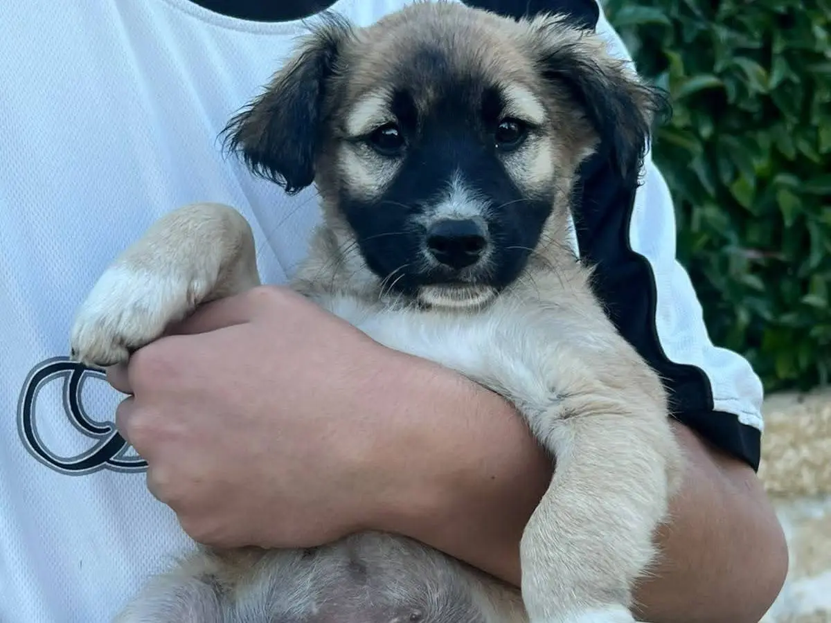 Adozione cane, femmina, Razza sconosciuta Razza sconosciuta, 2 mesi, taglia media, Lecce