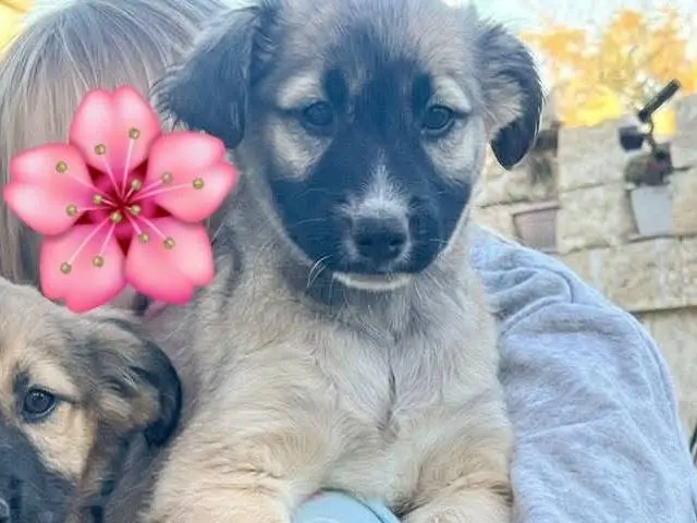 Adotta un cane, taglia media, femmina, Lecce