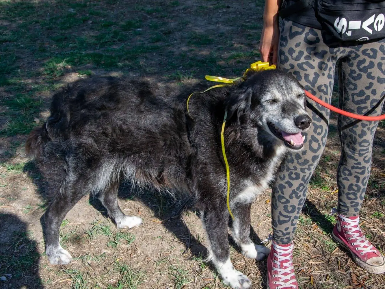 Adotta un cane, maschio, 11 anni e 8 mesi, Viterbo