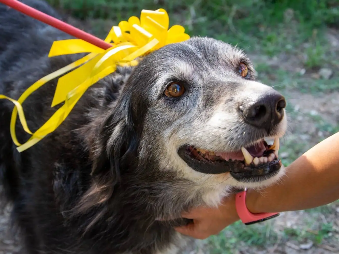 Adozione cane, maschio, meticcio, 11 anni e 8 mesi, taglia media, Viterbo