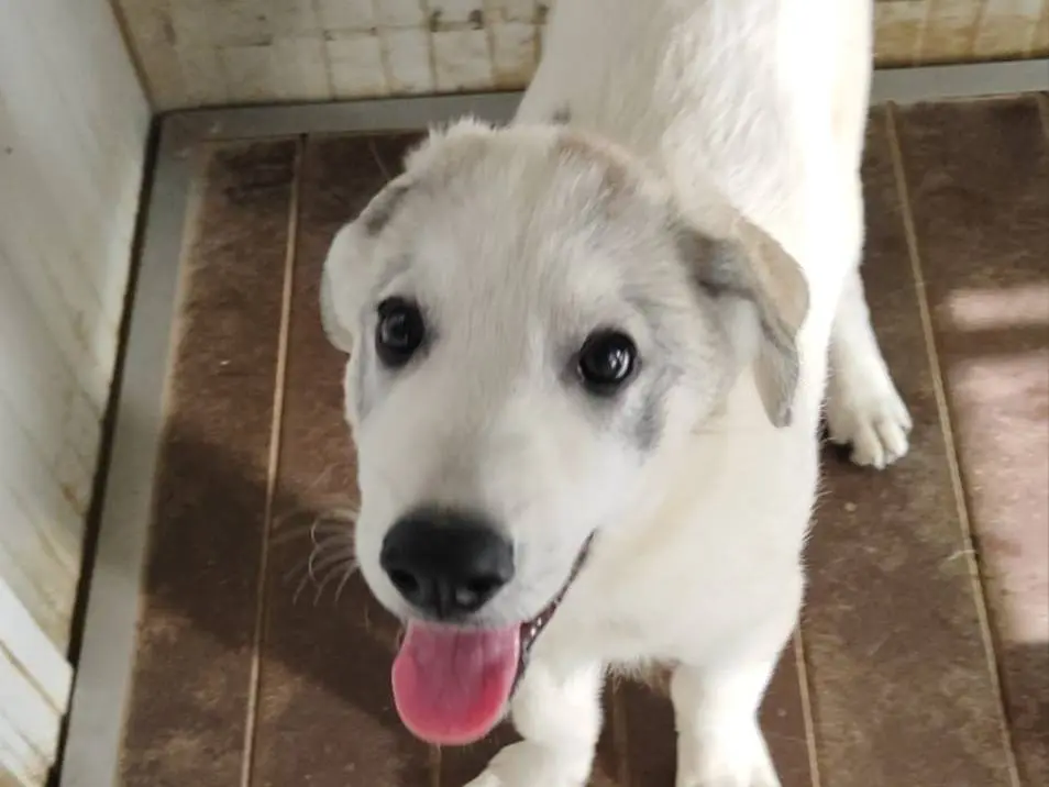 Adozione cane, maschio, Razza sconosciuta Razza sconosciuta, 4 mesi, taglia media, Milano