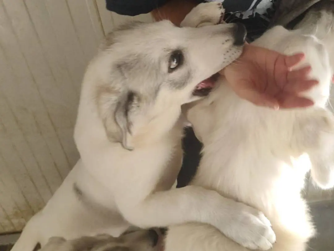 Adotta un cane, maschio, 4 mesi, Milano