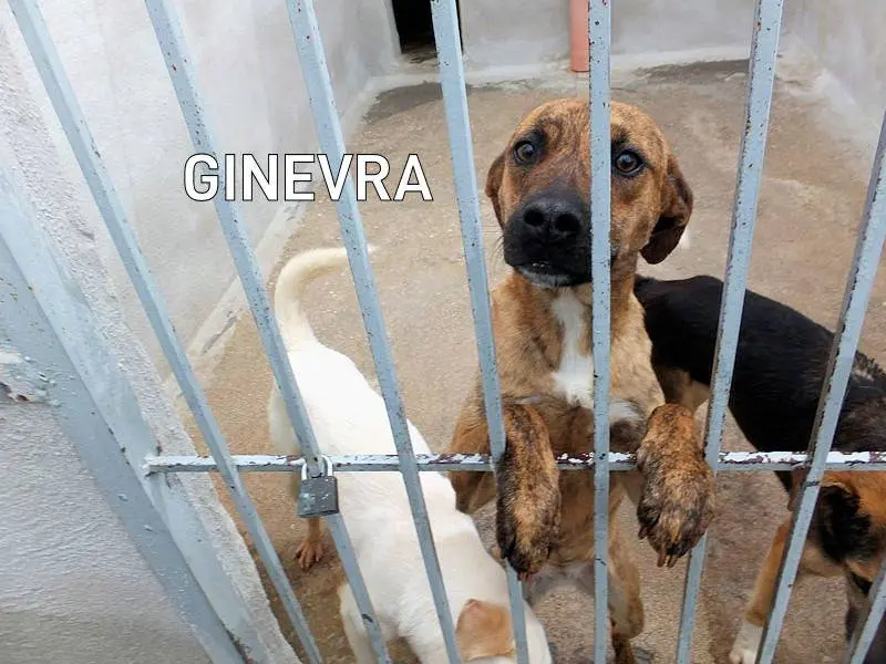 Adotta un cane, taglia media contenuta, femmina, Frosinone