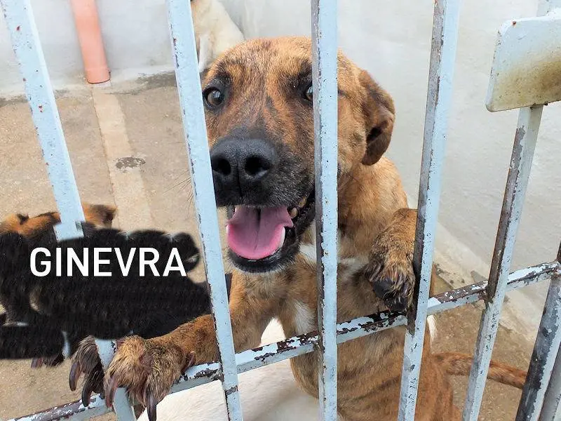 Adozione cane, femmina, Razza sconosciuta Razza sconosciuta, 3 anni e 9 mesi, taglia media contenuta, Frosinone