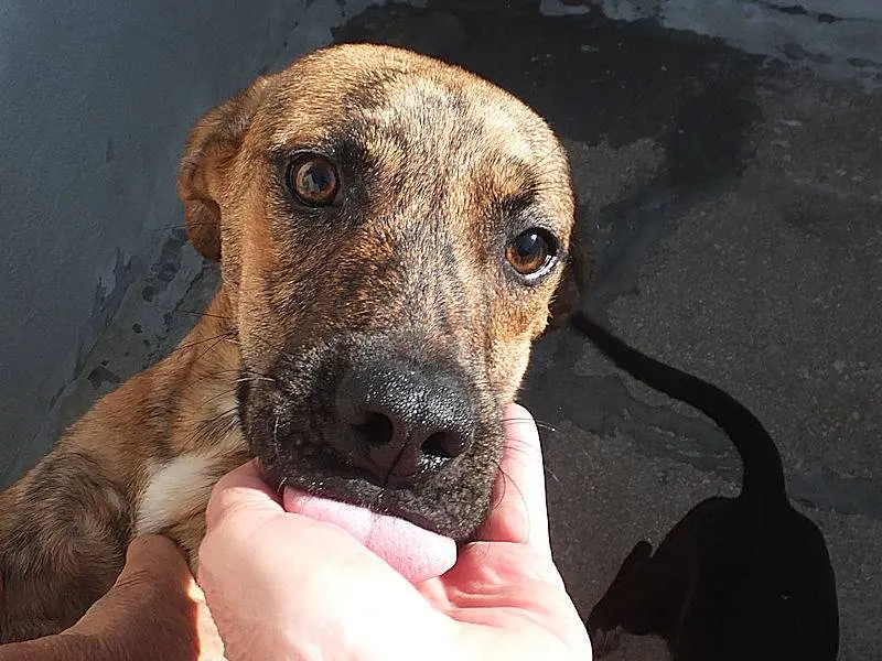 Adotta un cane, femmina, 3 anni e 9 mesi, Frosinone
