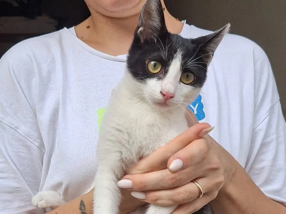 Adotta il gatto Lilly a Genova