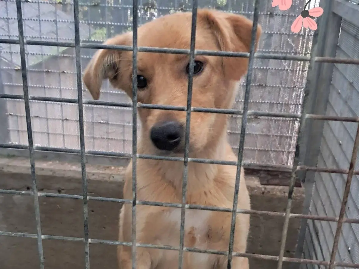 Adozione cane, femmina, Razza sconosciuta Razza sconosciuta, 2 anni, taglia media, Arezzo