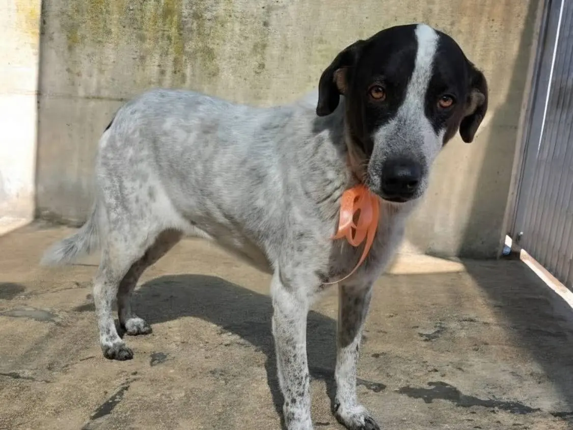 Vuoi adottare un cane a Taranto?
