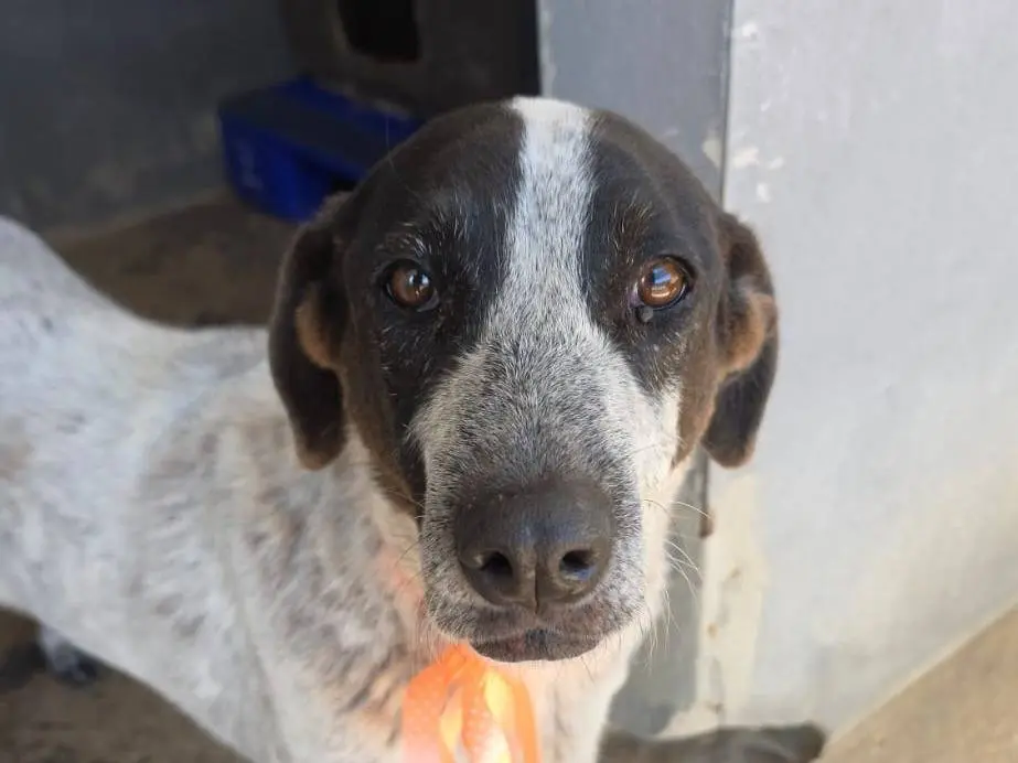 Adotta il cane Amanda a Taranto