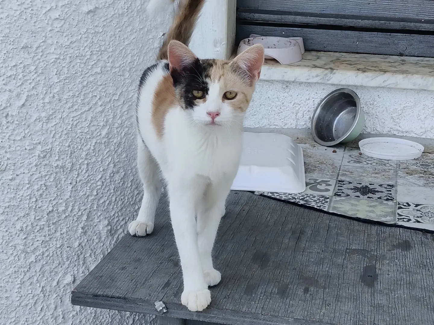 Adotta un gatto, femmina, 5 mesi, Crotone