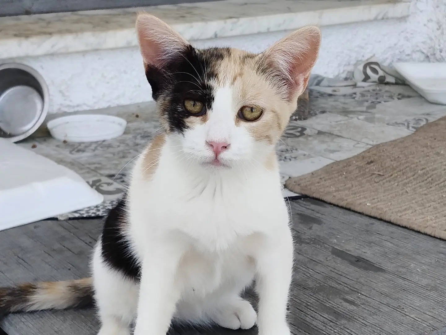Adozione gatto, femmina, Razza sconosciuta Razza sconosciuta, 5 mesi, taglia non valida, Crotone