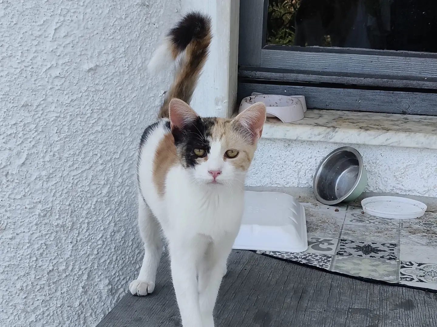 Vuoi adottare un gatto a Crotone?