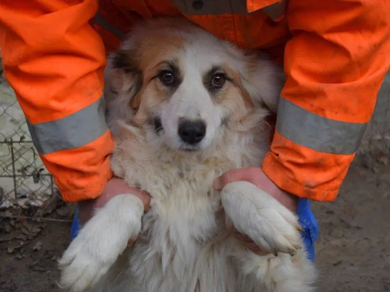 Adozione cane, femmina, Razza sconosciuta Razza sconosciuta, 4 anni e 4 mesi, taglia media, Matera