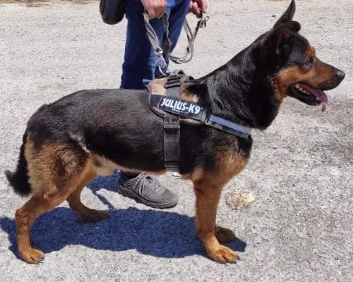 Adotta un cane, maschio, 11 anni e 8 mesi, Bari