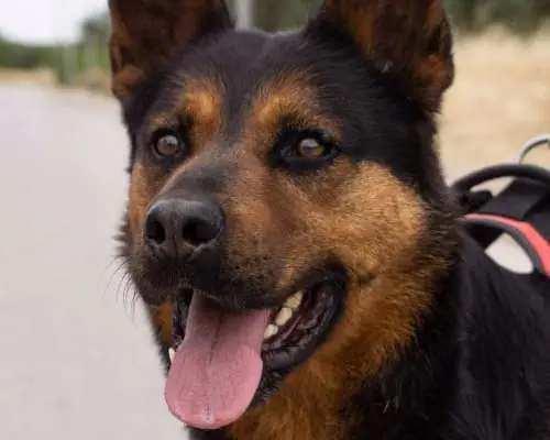 Adozione cane, maschio, Rottweiler Pastore tedesco, 11 anni e 8 mesi, taglia gigante, Bari