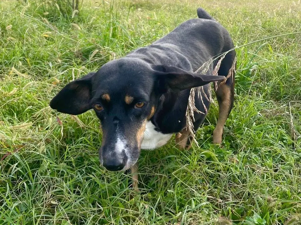 Foto 2 dell'animale