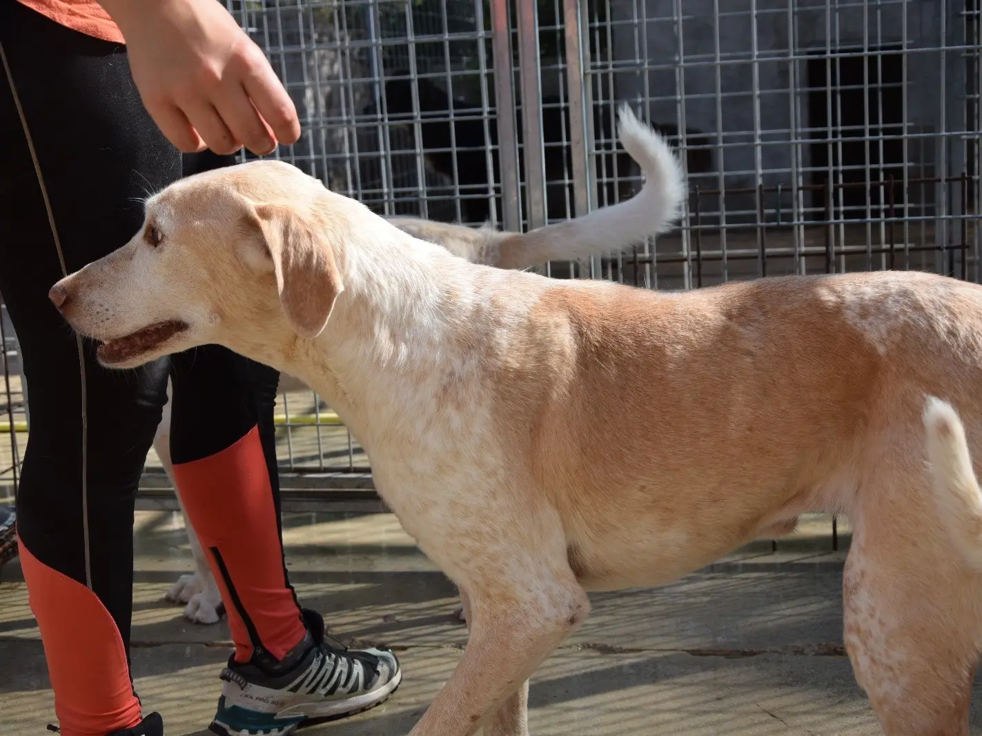 Adotta un cane, taglia media, femmina, Pescara