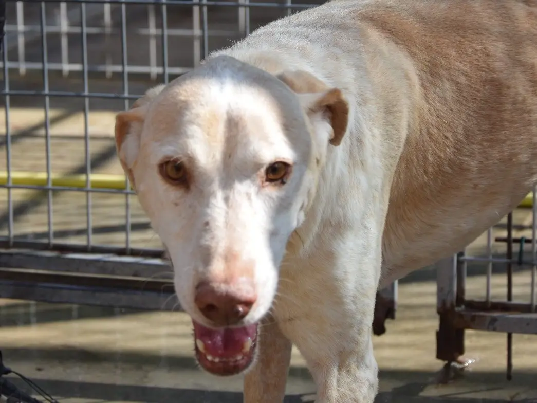 Adotta un cane, femmina, 10 anni e 1 mese, Pescara