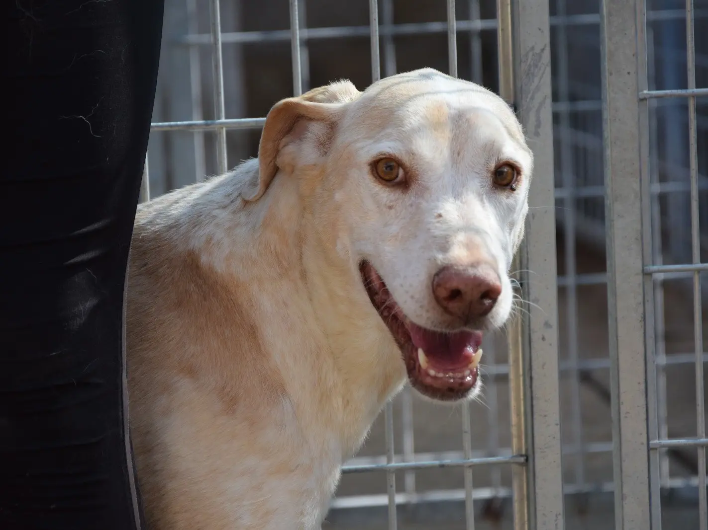 Adozione cane, femmina, Razza sconosciuta Razza sconosciuta, 10 anni e 1 mese, taglia media, Pescara