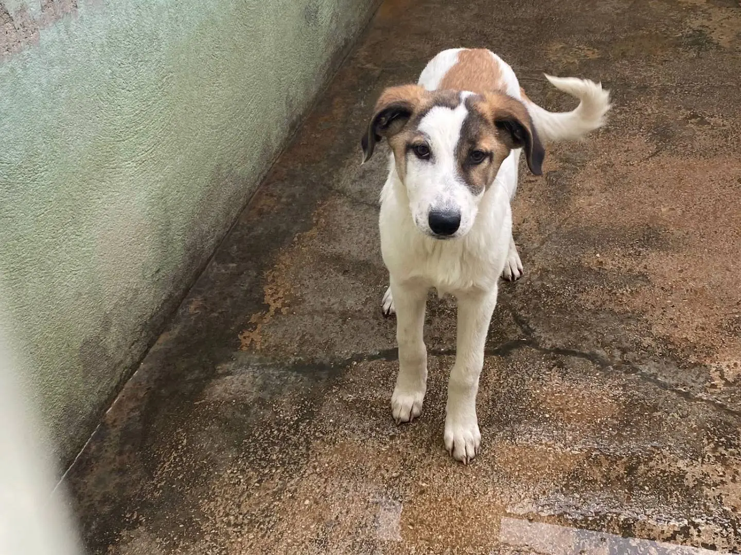Adotta il cane Jinny a Avellino