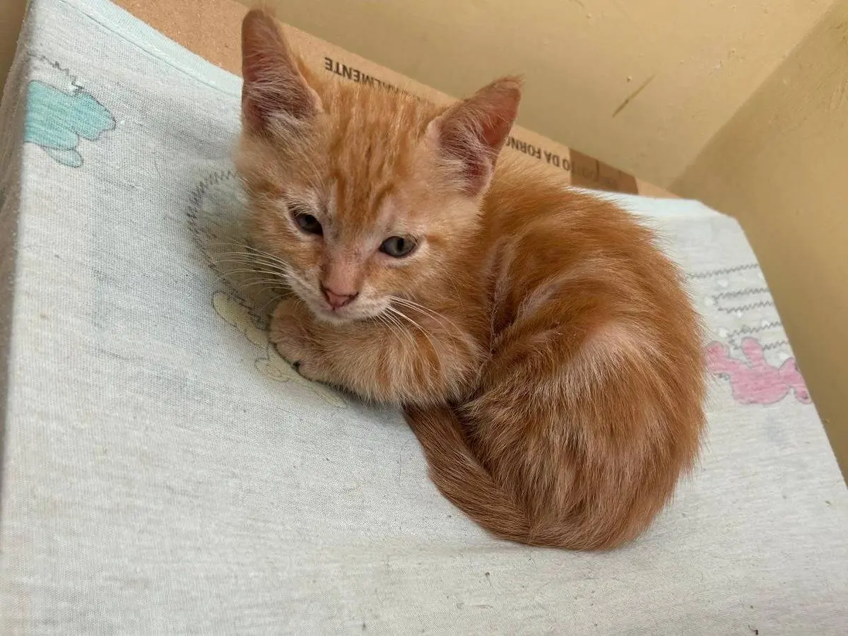 Adotta un gatto, maschio, 2 mesi, Barletta