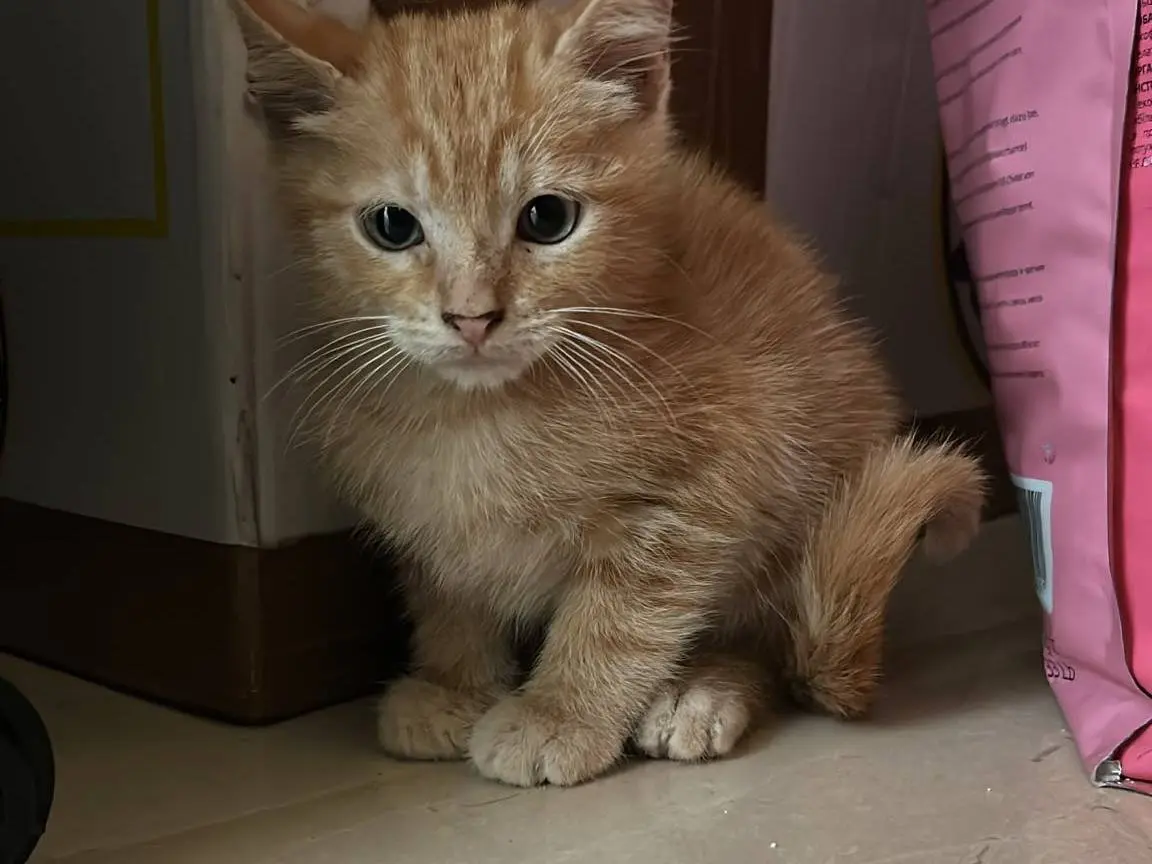 Adozione gatto, maschio, Razza sconosciuta Razza sconosciuta, 2 mesi, taglia non valida, Barletta