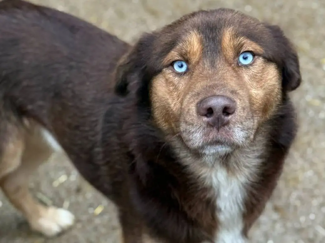 Adotta un cane, maschio, 4 anni, Firenze