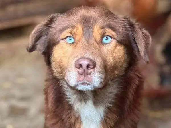 Adozione cane, maschio, Razza sconosciuta Razza sconosciuta, 4 anni, taglia media, Firenze