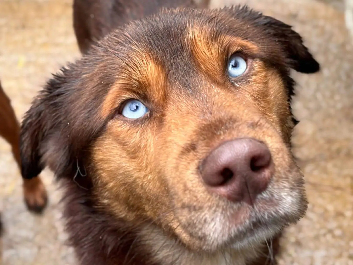 Adotta un cane, taglia media, maschio, Firenze