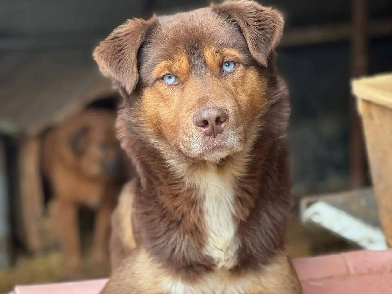 Vuoi adottare un cane a Firenze?