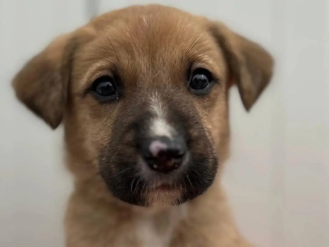 Adozione cane, femmina, Razza sconosciuta Razza sconosciuta, 10 mesi, taglia media, Siracusa