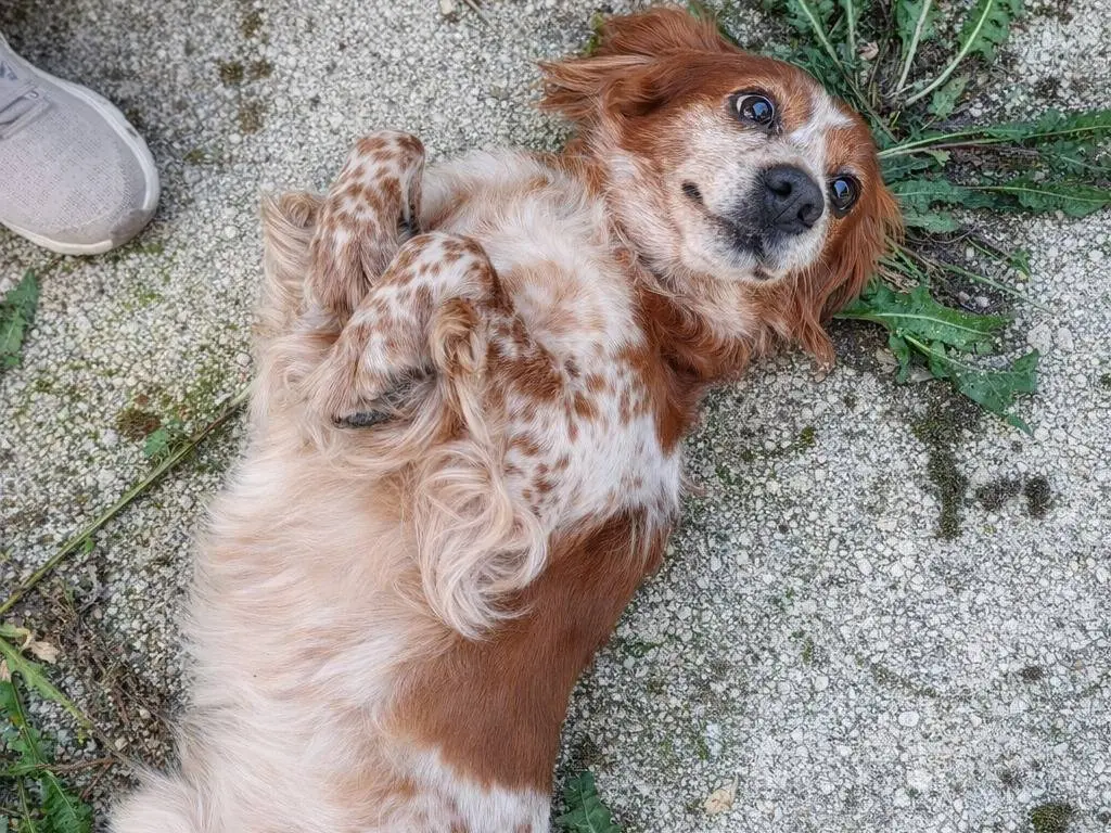Adotta un cane, taglia media contenuta, femmina, Avellino