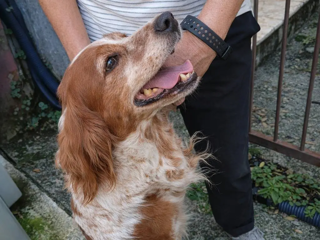 Adotta un cane, femmina, 9 anni e 11 mesi, Avellino