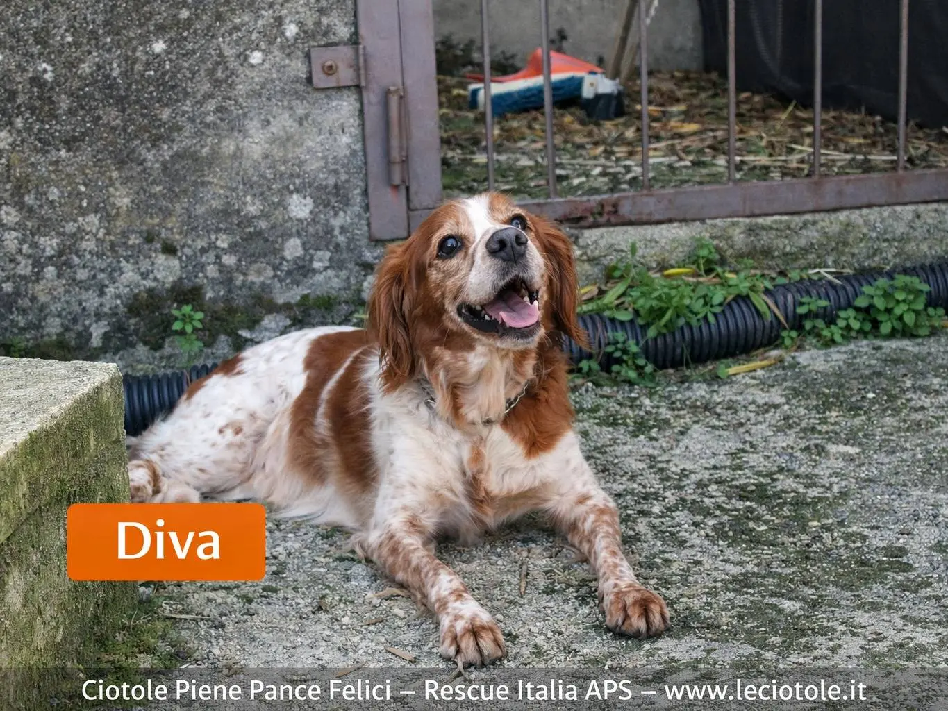 Adozione cane, femmina, Breton Razza sconosciuta, 9 anni e 11 mesi, taglia media contenuta, Avellino