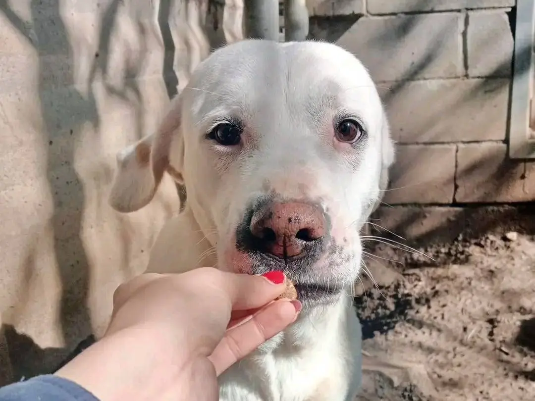 Adotta un cane, femmina, 8 anni e 3 mesi, Cremona