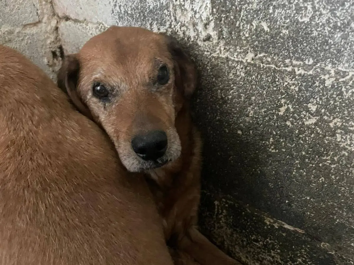 Adozione cane, femmina, Razza sconosciuta Razza sconosciuta, 4 anni e 8 mesi, taglia media, Crotone