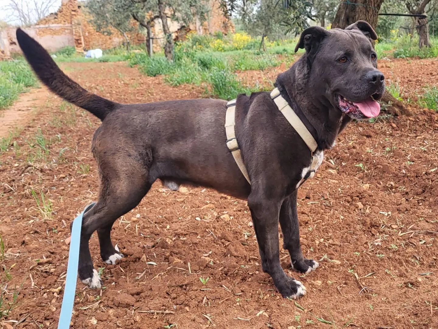 Adotta un cane, maschio, 6 anni e 6 mesi, Trapani