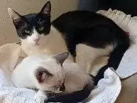 Foto 1 dell'animale
