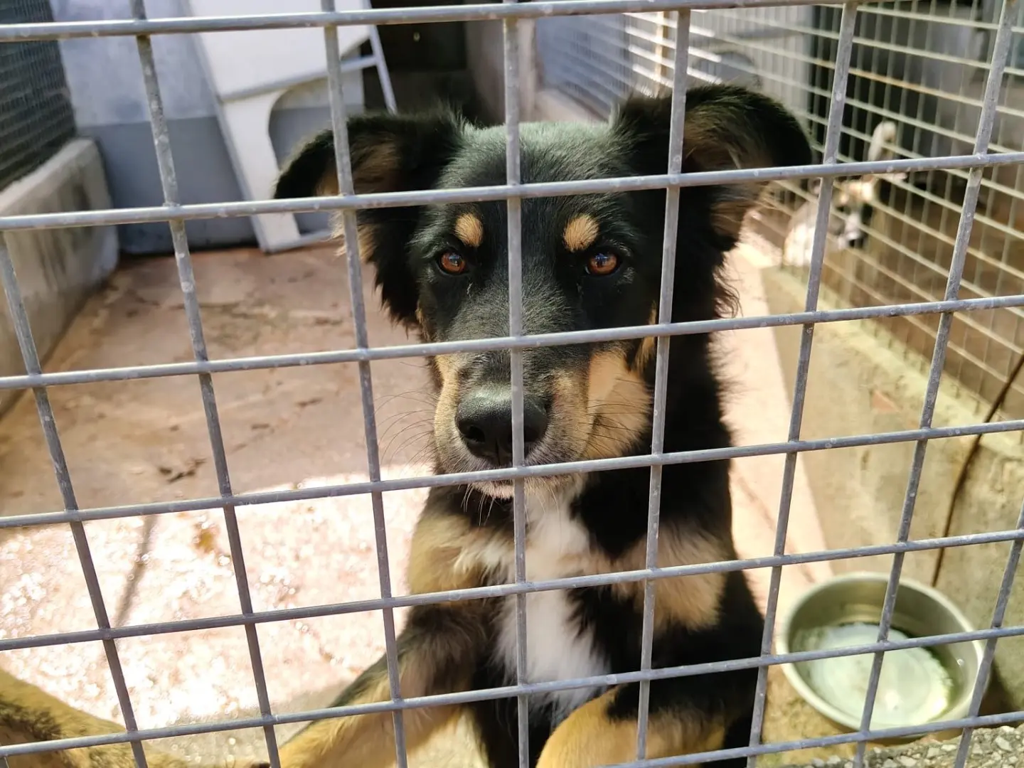 Foto 3 dell'animale