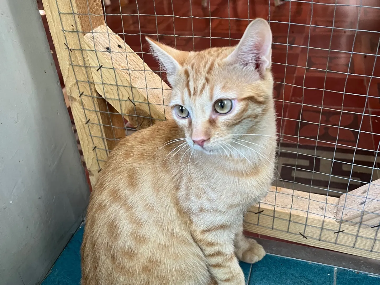 Adotta un gatto, taglia non valida, maschio, Padova