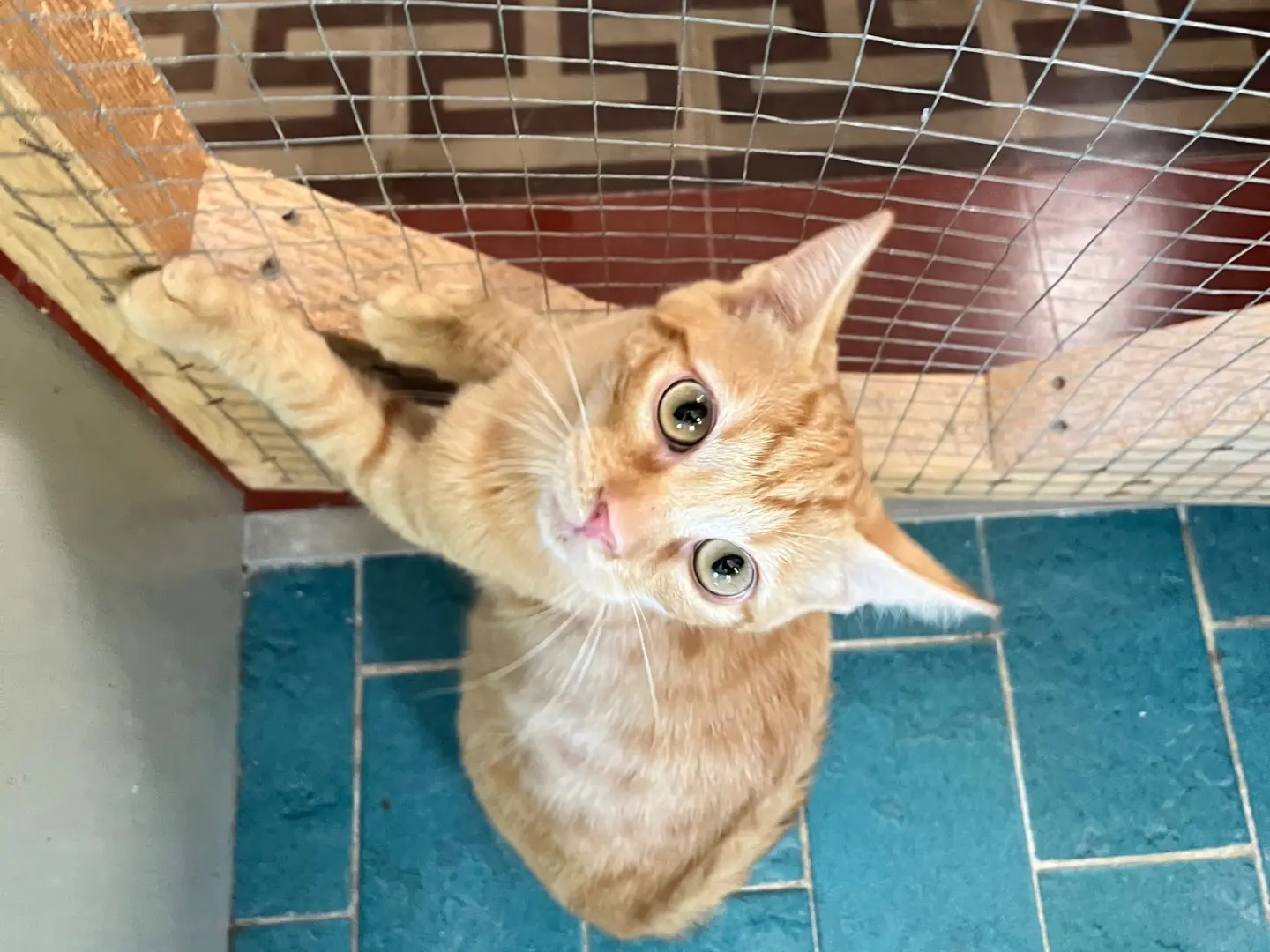 Adotta un gatto, maschio, 5 mesi, Padova