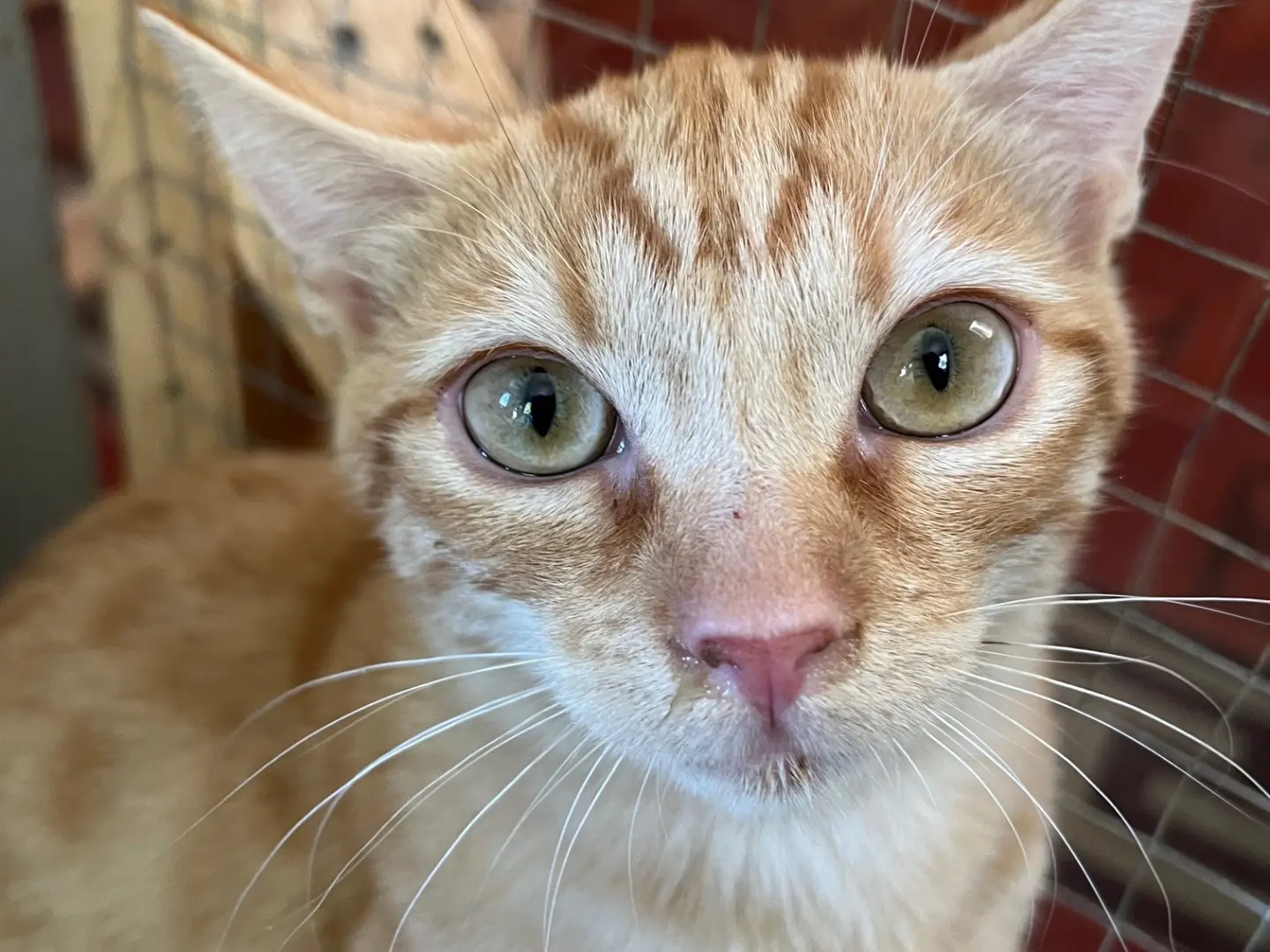 Vuoi adottare un gatto a Padova?