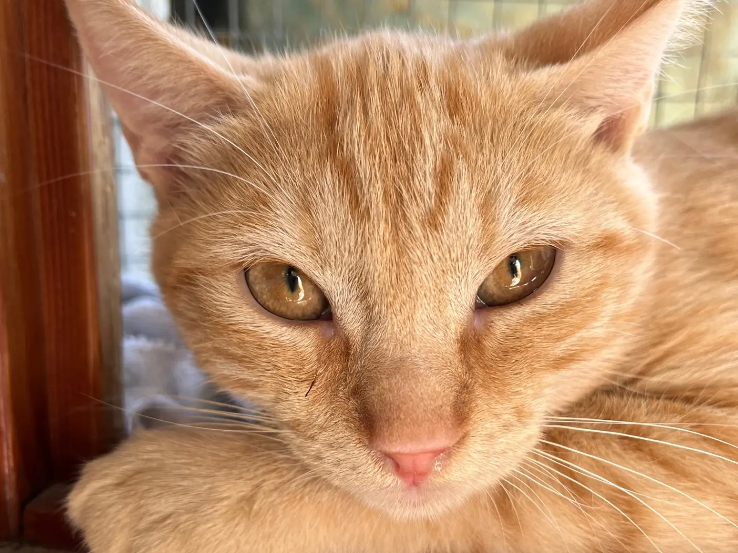 Adozione gatto, maschio, Razza sconosciuta Razza sconosciuta, 5 mesi, taglia non valida, Padova