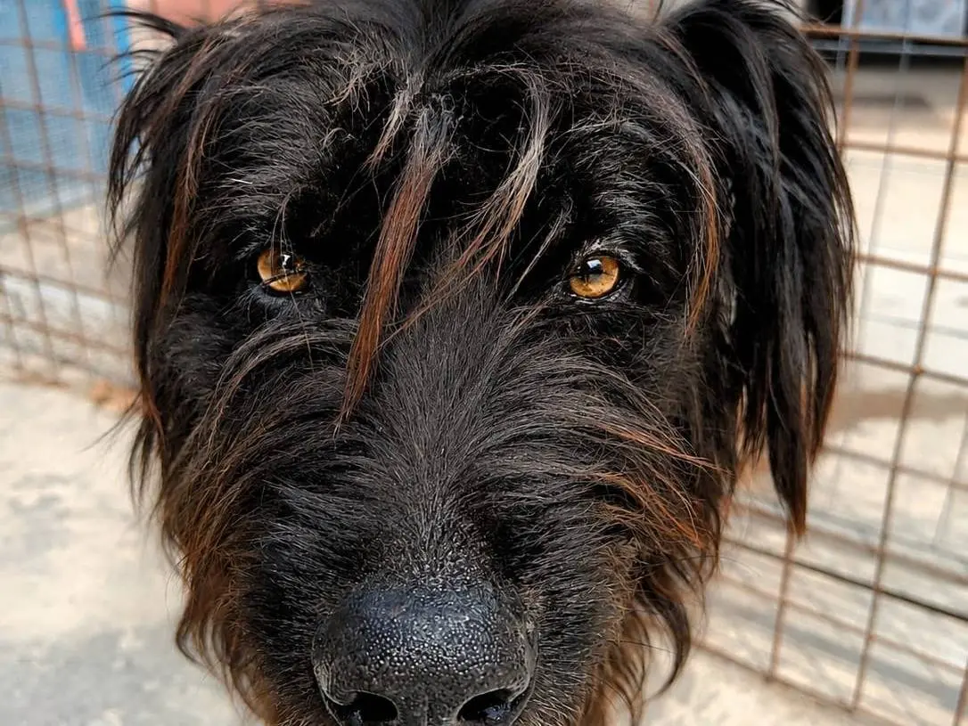 Adotta un cane, maschio, 4 anni e 2 mesi, Cagliari